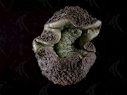 國立海洋生物博物館 - 生物典藏管理系統