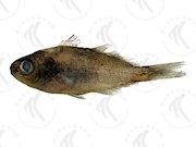國立海洋生物博物館 - 生物典藏管理系統