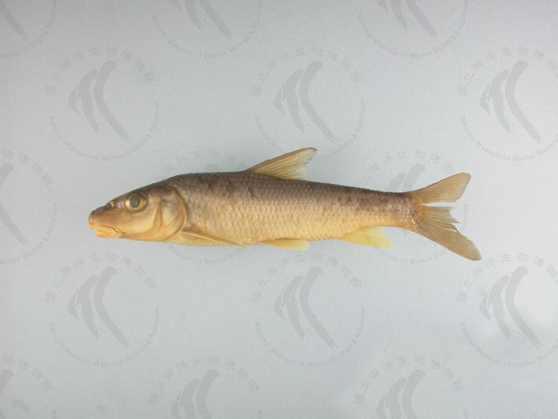 國立海洋生物博物館 - 生物典藏管理系統