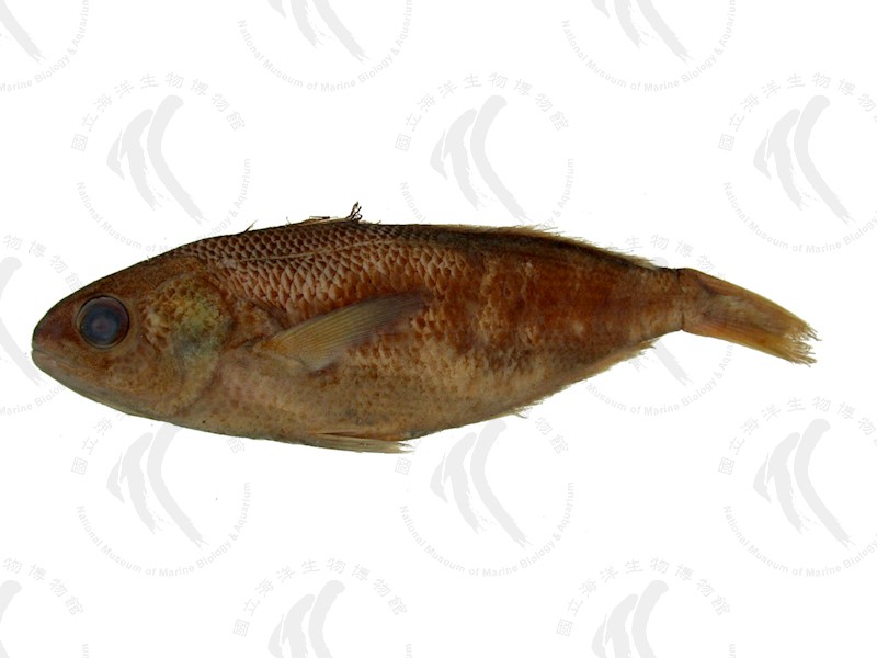國立海洋生物博物館 - 生物典藏管理系統