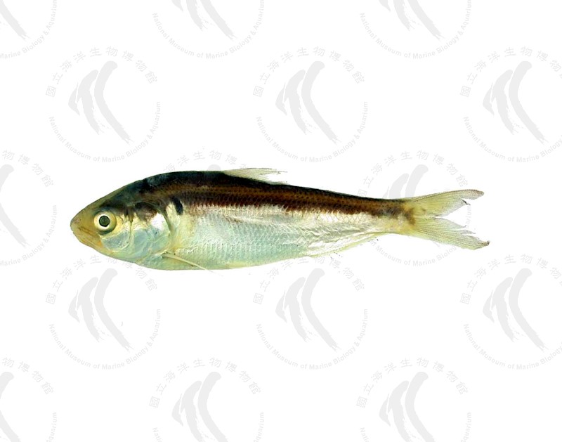 國立海洋生物博物館 - 生物典藏管理系統