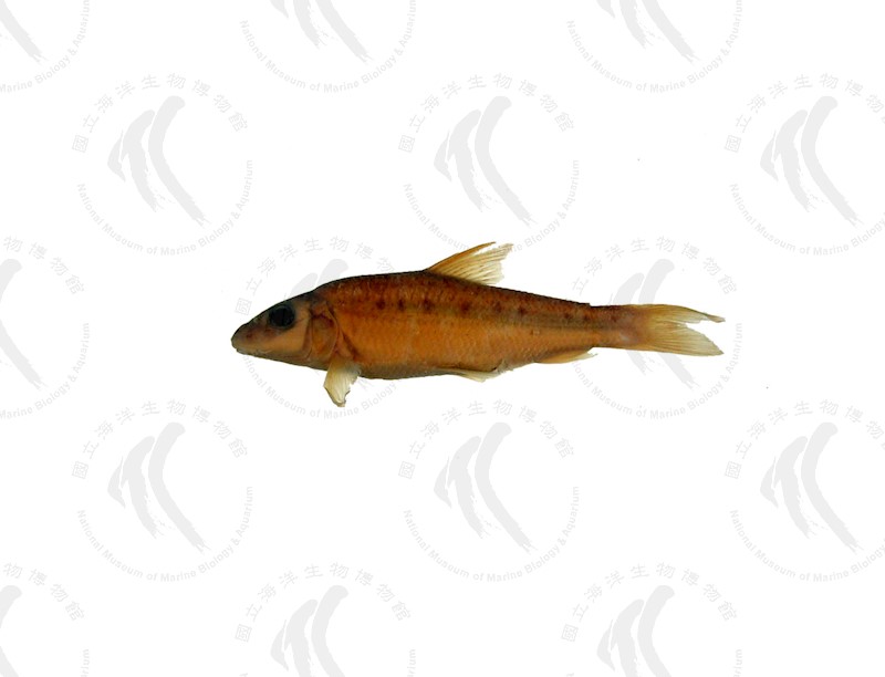 國立海洋生物博物館 - 生物典藏管理系統