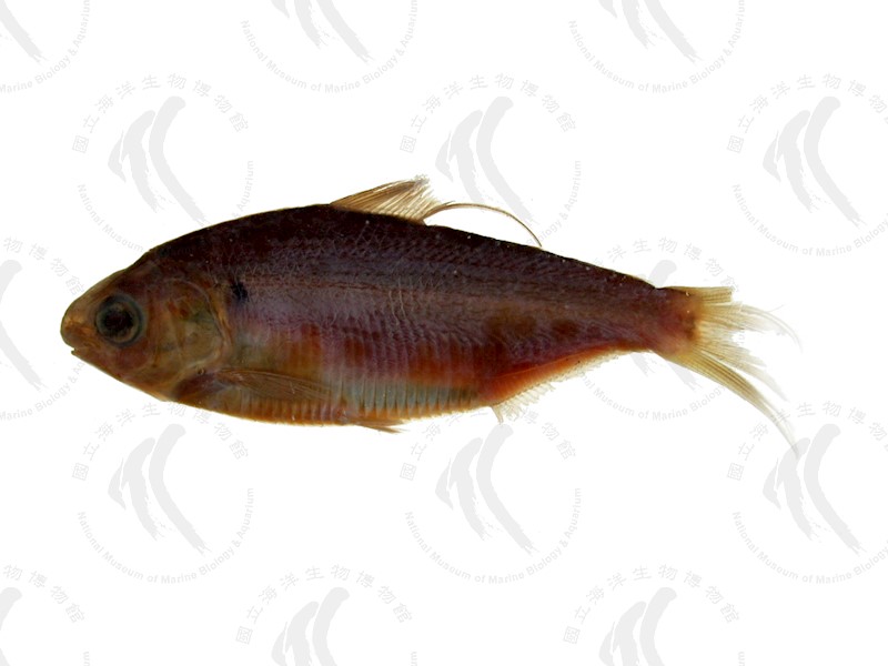 國立海洋生物博物館 - 生物典藏管理系統