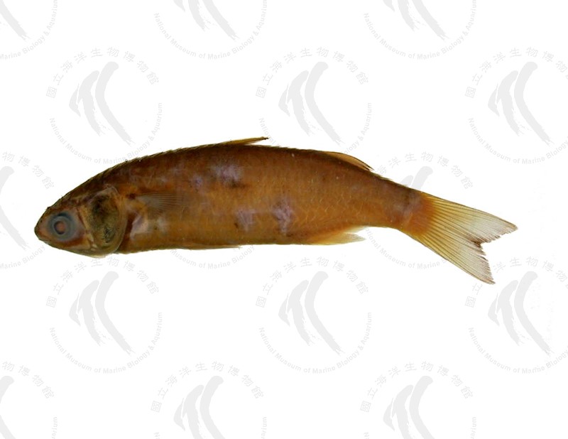 國立海洋生物博物館 - 生物典藏管理系統