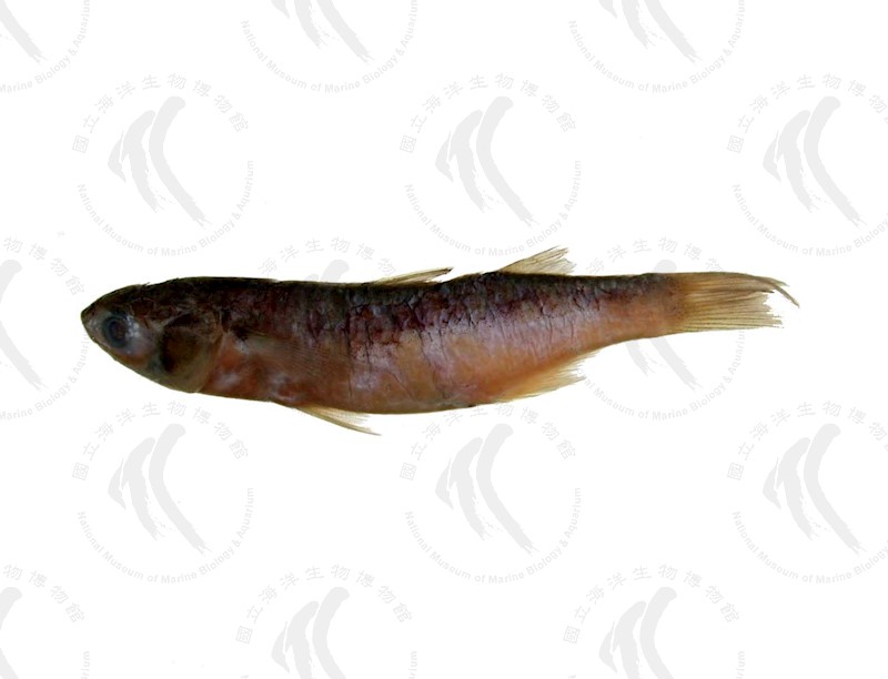 國立海洋生物博物館 - 生物典藏管理系統