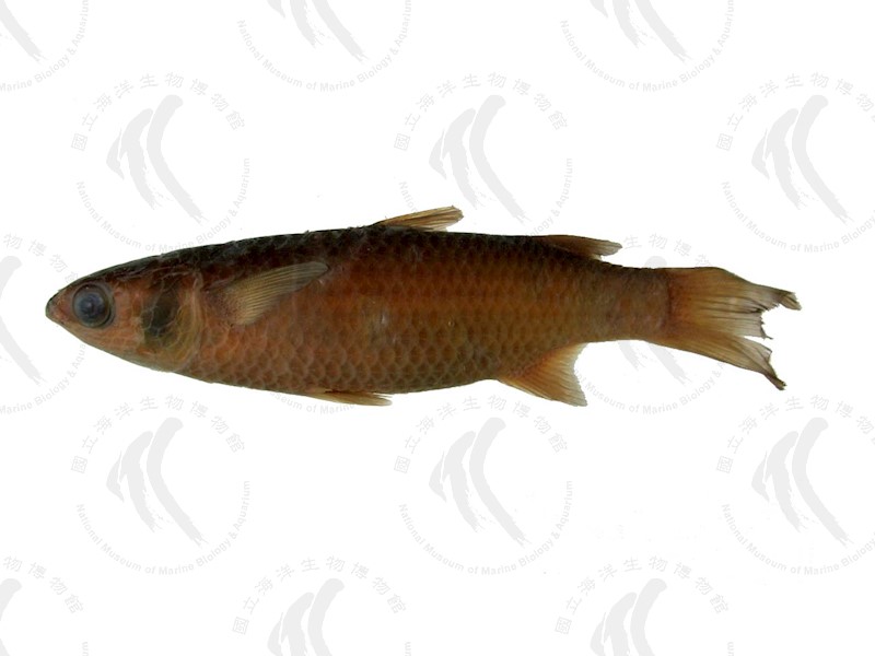 國立海洋生物博物館 - 生物典藏管理系統