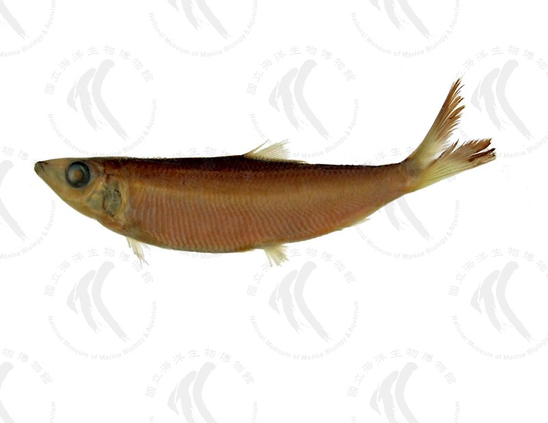 國立海洋生物博物館 - 生物典藏管理系統