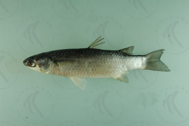 國立海洋生物博物館 - 生物典藏管理系統