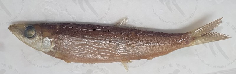 國立海洋生物博物館 - 生物典藏管理系統