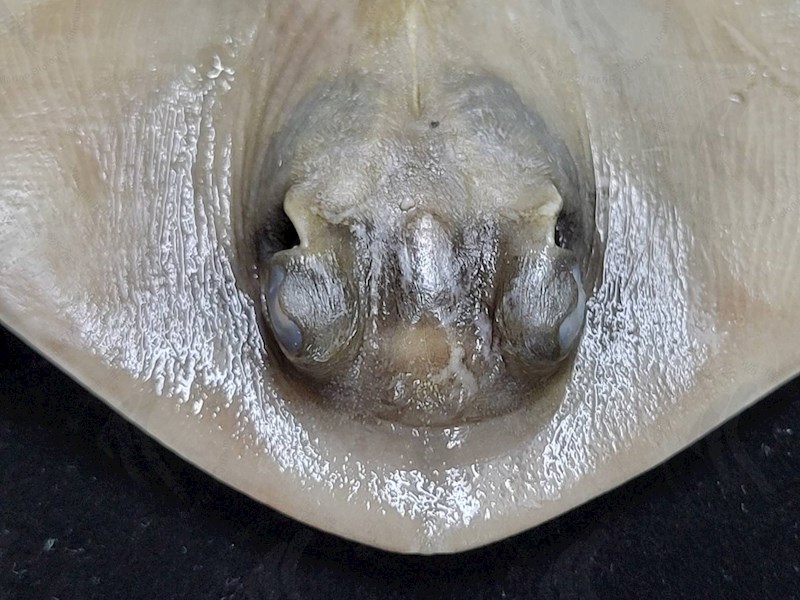 國立海洋生物博物館 - 生物典藏管理系統