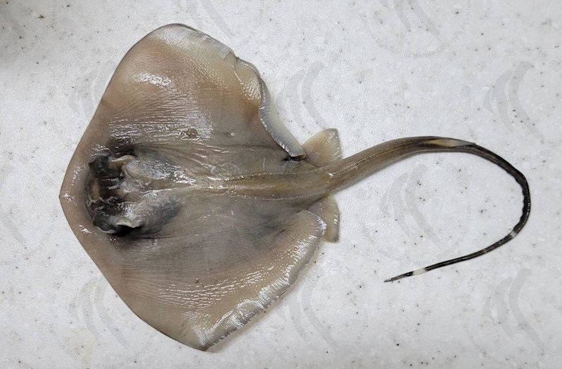 國立海洋生物博物館 - 生物典藏管理系統