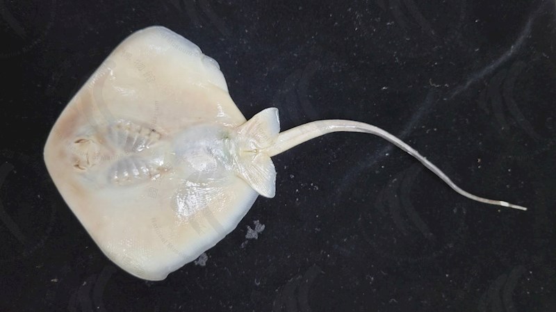 國立海洋生物博物館 - 生物典藏管理系統