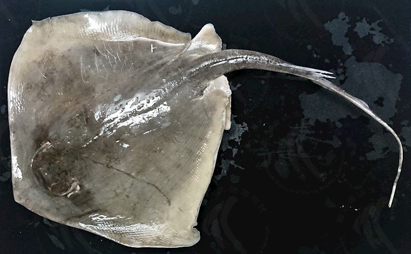國立海洋生物博物館 - 生物典藏管理系統