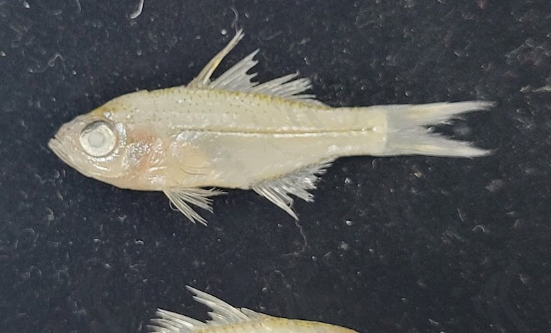 國立海洋生物博物館 - 生物典藏管理系統