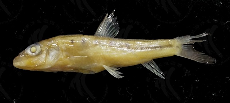 國立海洋生物博物館 - 生物典藏管理系統