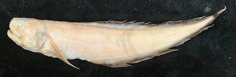 國立海洋生物博物館 - 生物典藏管理系統