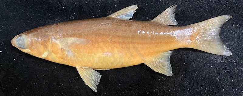 國立海洋生物博物館 - 生物典藏管理系統