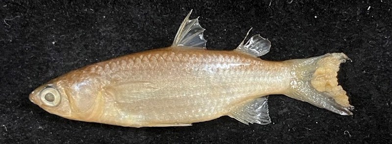 國立海洋生物博物館 - 生物典藏管理系統