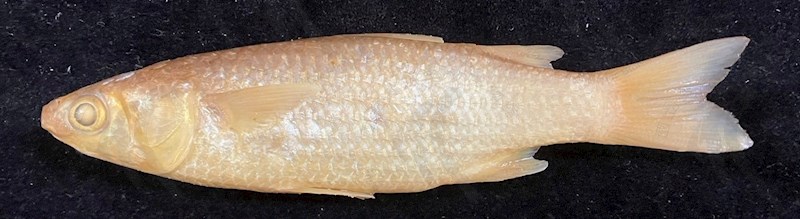 國立海洋生物博物館 - 生物典藏管理系統