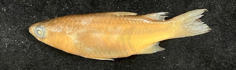 國立海洋生物博物館 - 生物典藏管理系統