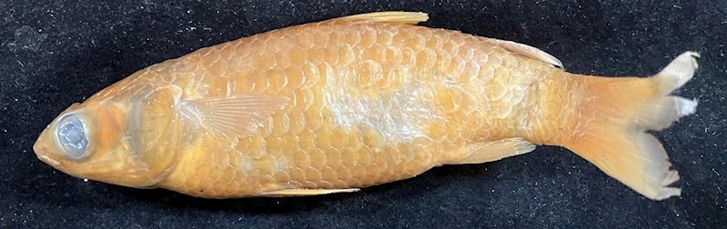 國立海洋生物博物館 - 生物典藏管理系統