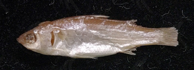 國立海洋生物博物館 - 生物典藏管理系統
