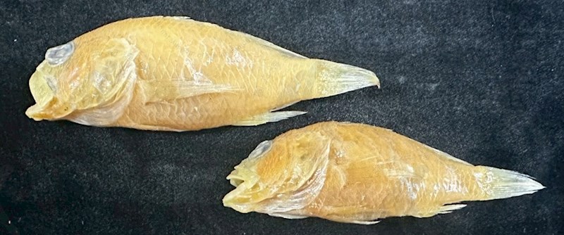 多媒體無法正常顯示