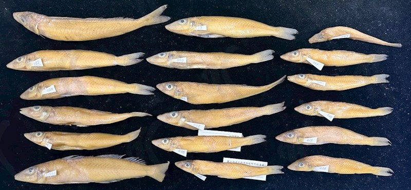 國立海洋生物博物館 - 生物典藏管理系統